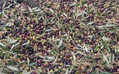 Fellowship at Finca Verde: Regenerative Agri-Food Residency Program – Closed