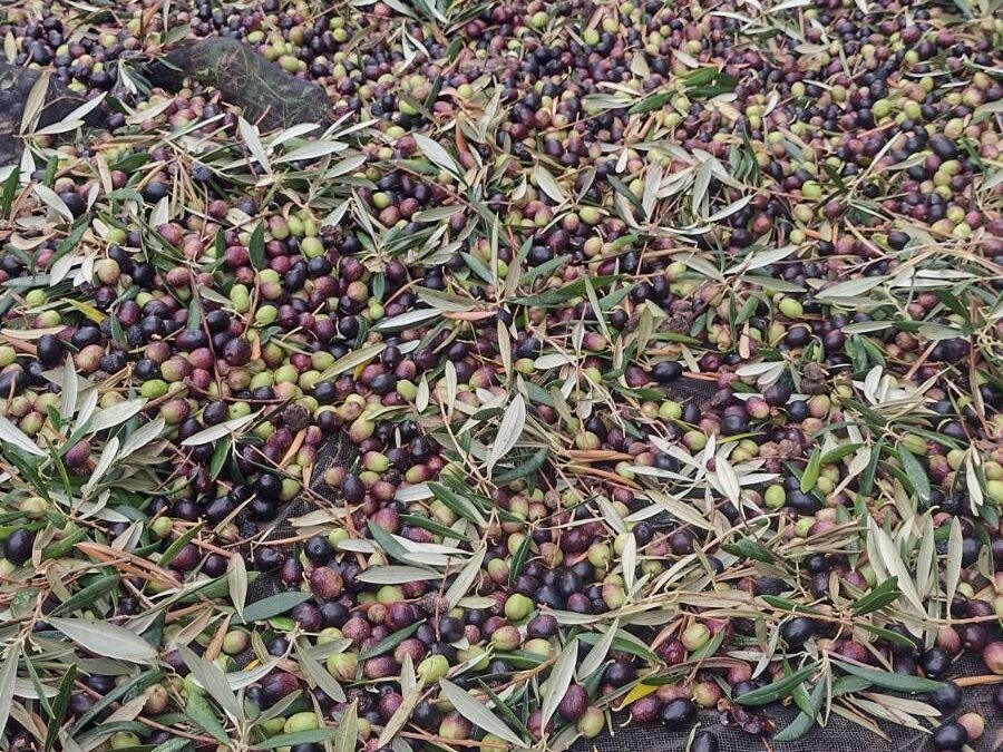 Fellowship at Finca Verde: Regenerative Agri-Food Residency Program – Closed